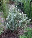 Hippophae rhamnoides 'Hikul'