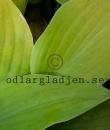 Hosta 'Birchwood Parky's Gold'