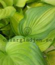 Hosta 'Guacamole'