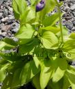 Hosta 'Hydon Sunset'