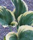 Hosta 'Liberty'