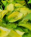 Hosta 'Paradigm'