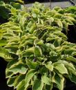 Hosta 'Pilgrim'