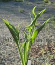 Hosta 'Praying Hands'