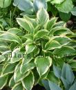 Hosta 'Queen Josephine'