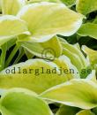 Hosta 'Spring Morning'
