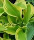 Hosta 'Spring Morning'