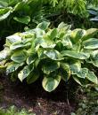 Hosta 'Wide Brim'