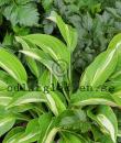 Hosta (Fortunei-Gruppen) 'Snake Eyes'