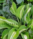 Hosta (Fortunei-Gruppen) 'Snake Eyes'