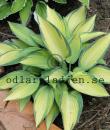 Hosta (Tardiana-Gruppen) 'June'