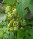 Humulus lupulus 'Viala'