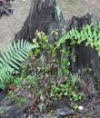Hydrangea anomala ssp. petiolaris &#039;Cordifolia&#039;