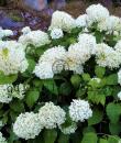 Hydrangea arborescens 'Annabelle'