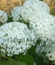 Hydrangea arborescens 'Annabelle'