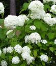 Hydrangea arborescens 'Annabelle'