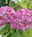 Hydrangea arborescens RUBY ANNABELLE 'NCHA3'