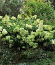 Hydrangea paniculata &#039;Grandiflora&#039;