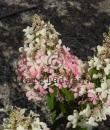 Hydrangea paniculata &#039;Grandiflora&#039;