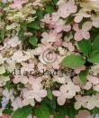 Hydrangea paniculata POLESTAR 'Breg14'