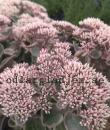 Hylotelephium telephium LA VIE EN ROSE 'Florsegwl'