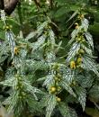 Lamium galeobdolon subsp. flavidum 'Hermann's Pride'