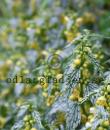 Lamium galeobdolon subsp. flavidum 'Hermann's Pride'