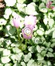 Lamium maculatum 'Beacon Silver'