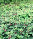 Lamium orvala