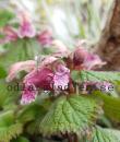 Lamium orvala