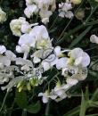 Lathyrus latifolius 'White Pearl'