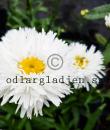 Leucanthemum x superbum OOH LA LASPIDER 'Laspider'