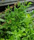 Levisticum officinale