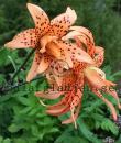 Lilium lancifolium &#039;Flore Pleno&#039;