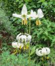 Lilium martagon var. album