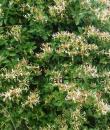 Lonicera caprifolium 'Inga'