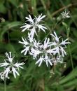 Lychnis flos-cuculi 'White Robin'