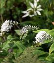 Lysimachia clethroides