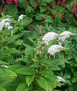 Lysimachia clethroides