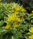 Lysimachia punctata 'Alexander'