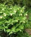 Maianthemum racemosum