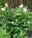Maianthemum racemosum