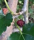 Morus 'Mulle'