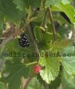 Morus 'Mulle'