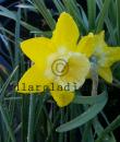 Narcissus (Jonquilla-Gruppen)  &#039;Hillstar&#039;