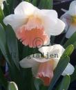 Narcissus pseudonarcissus &#039;Pink Parasol&#039;