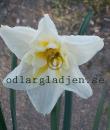 Narcissus x incomparabilis &#039;Lemon Beauty&#039;