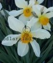 Narcissus x incomparabilis &#039;Lucifer&#039;