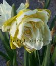Narcissus x incomparabilis &#039;Obdam&#039;
