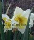 Narcissus x incomparabilis &#039;Smiling Twin&#039;
